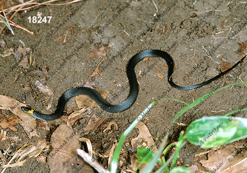 Ringneck Coffee Snake (Ninia diademata)